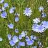 1000 CHICORY (Blue Daisy / Blue Sailors / Coffeeweed / Succory) Chicorium Cicorium Intybus Flower Herb Seeds
