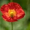 Iceland Poppy Mix Seeds – Papaver Nudicaule Mixed Colors Flower – photo 13