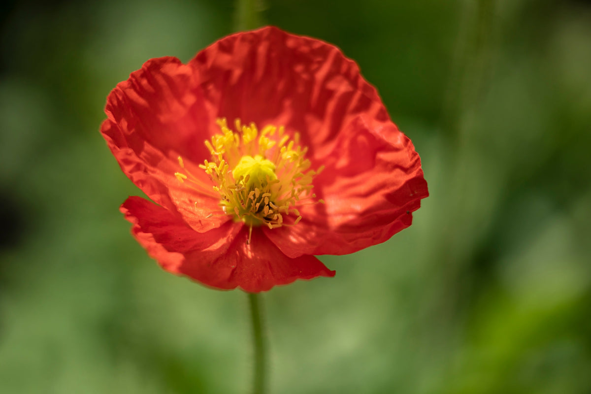 Iceland Poppy Mix Seeds – Papaver Nudicaule Mixed Colors Flower – photo 13