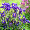 100 PURPLE COLUMBINE Aquilegia Vulgaris Flower Seeds