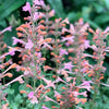 30 MIXED COLORS AGASTACHE Aurantiaca Cana Hummingbird Mint Hyssop Flower Seeds