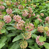 100 PINK MILKWEED Common Asclepias Syriaca Monarch Flower Seeds