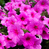 200 Mixed LAURA BUSH PETUNIA Violacea Integrifolia Pink Purple Trumpet Flower Seeds