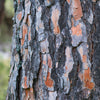 5 Pine Nut ITALIAN STONE PINE Pinus Pinea Umbrella Tree Seeds