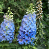 100 ROCKET LARKSPUR DELPHINIUM Consolida Giant Imperial Mixed Colors Flower Seeds