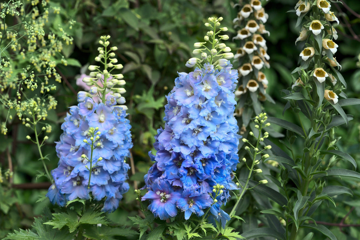 Delphinium Pixie Rockets 100 ROCKET LARKSPUR DELPHINIUM Consolida Giant Imperial Mixed Colors F ...