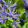 30 BLUE CAMAS Camass Lily Wild Indian Hyacinth Camassia Quamash Flower Herb Seeds