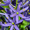 30 BLUE CAMAS Camass Lily Wild Indian Hyacinth Camassia Quamash Flower Herb Seeds