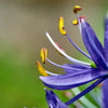 30 BLUE CAMAS Camass Lily Wild Indian Hyacinth Camassia Quamash Flower Herb Seeds