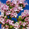 250 VALERIAN (Garden Heliotrope / Heal All) Valeriana Officinalis Herb Flower Seeds