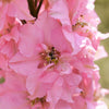 100 PINK PERFECTION LARKSPUR / DELPHINIUM Consolida Ambigua Ajacis Flower Seeds