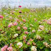 1500 ALSIKE CLOVER Trifolium Hybridum Pink & White Flower Legume Seeds