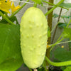 50 WHITE WONDER CUCUMBER Fruit Cucumis Sativus Seeds