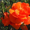 10 ORANGE DOUBLE BEGONIA Tuberosa Tuberous Begonia Shade Flower Seeds