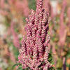 50 Organic CHERRY VANILLA QUINOA Chenopodium Pink Flower White Grain Vegetable Seeds