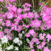 Fringed Pinks Dianthus Seeds – Superbus Flower – photo 2