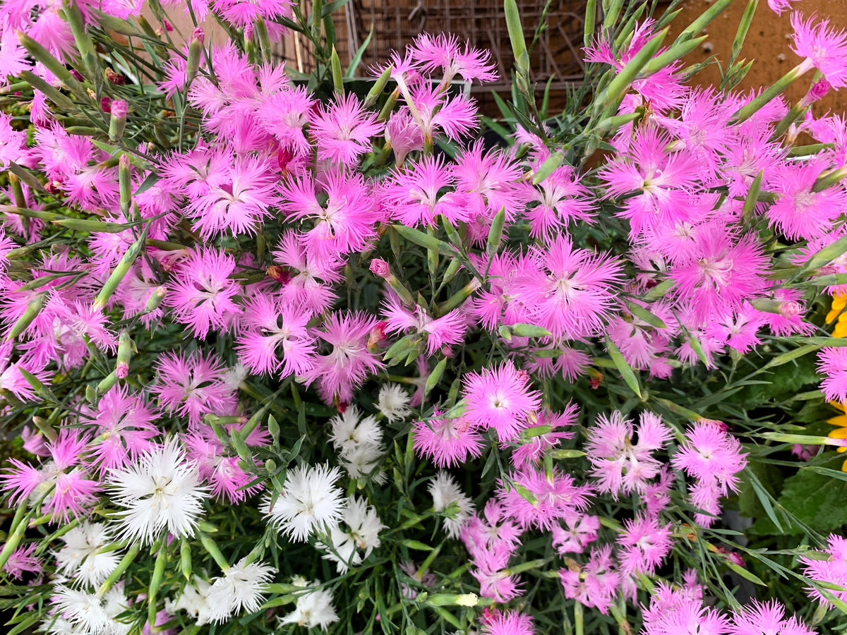 Fringed Pinks Dianthus Seeds – Superbus Flower – photo 2