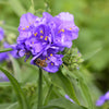100 Purple OHIO SPIDERWORT (Widows Tears / Bluejacket) Tradescantia Ohiensis Flower Seeds