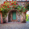 5 RED CLIMBING ROSE Rosa Bush Vine Climber Fragrant Butterfly Flower Seeds