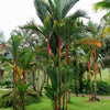 10 Red LIPSTICK PALM Sealing Wax Palm Cyrtostachys Renda Tree Houseplant Seeds