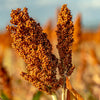 70 SUGAR DRIP SORGHUM Amber Cane Grain Sweet Syrup Vegetable Seeds