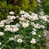 1000 DWARF White SHASTA DAISY Chrysanthemum Maximum Flower Seeds