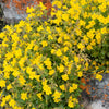 250 YELLOW MONKEY FLOWER Mimulus Grandiflorus Perennial Flower Seeds