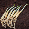 10 RAMSONS / WILD Bear GARLIC Allium Ursinum Vegetable Herb White Flower Seeds
