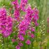100 SUBLIME PINK LARKSPUR Consolida Ambigua Ajacis Delphinium Bright Pink Flower Seeds