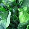 Charleston Wakefield Cabbage Seeds – Heirloom Cone Brassica Oleracea Vegetable – photo 5