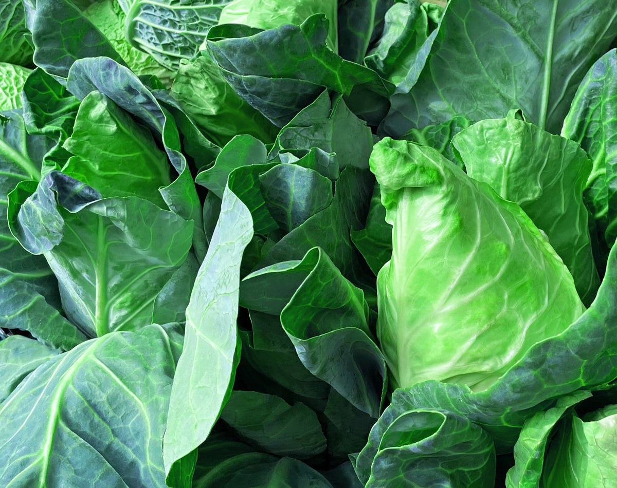 Charleston Wakefield Cabbage Seeds – Heirloom Cone Brassica Oleracea Vegetable – photo 5
