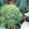 1000 Organic DE CICCO BROCCOLI Di Cicco Brassica Oleracea Capitata Vegetable Seeds
