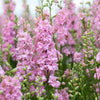 100 PINK PERFECTION LARKSPUR / DELPHINIUM Consolida Ambigua Ajacis Flower Seeds