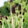 30 WESTERN CONEFLOWER Rudbeckia Occidentalis Green Wizard aka Rayless Naked Chocolate Black Flower Herb Seeds