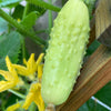 50 WHITE WONDER CUCUMBER Fruit Cucumis Sativus Seeds