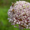 800 AMERICAN FLAG LEEK (Large Leek) Allium Porrum Vegetable Seeds