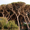 5 Pine Nut ITALIAN STONE PINE Pinus Pinea Umbrella Tree Seeds