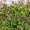 Mother of Thyme Seeds –