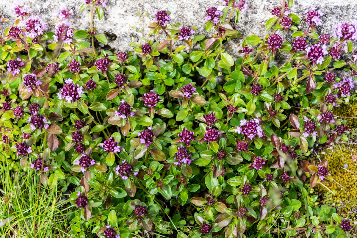 Mother of Thyme Seeds –