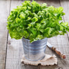 3000 OAK LEAF LETTUCE Lactuca Sativa Vegetable Seeds