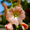 25 PEACH HOLLYHOCK Alcea Rosea Flower Seeds Perennial
