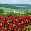 3000 CRIMSON CLOVER (Carnation, French, or Italian Clover) Trifolium Incarnatum Flower Seeds