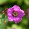 20 PURPLE FLOWERING RASPBERRY Thornless Edible Rubus Odoratus Fruit Berry Seeds