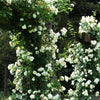 5 WHITE CLIMBING ROSE Rosa Bush Vine Climber Fragrant Butterfly Flower Seeds