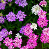 2000 Fairy DWARF MIX CANDYTUFT Iberis Umbellata Flower Seeds
