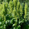 Sheep Sorrel Seeds – Rumex Acetosella Red Field Sorrel Sour Weed Herb Flower – photo 3