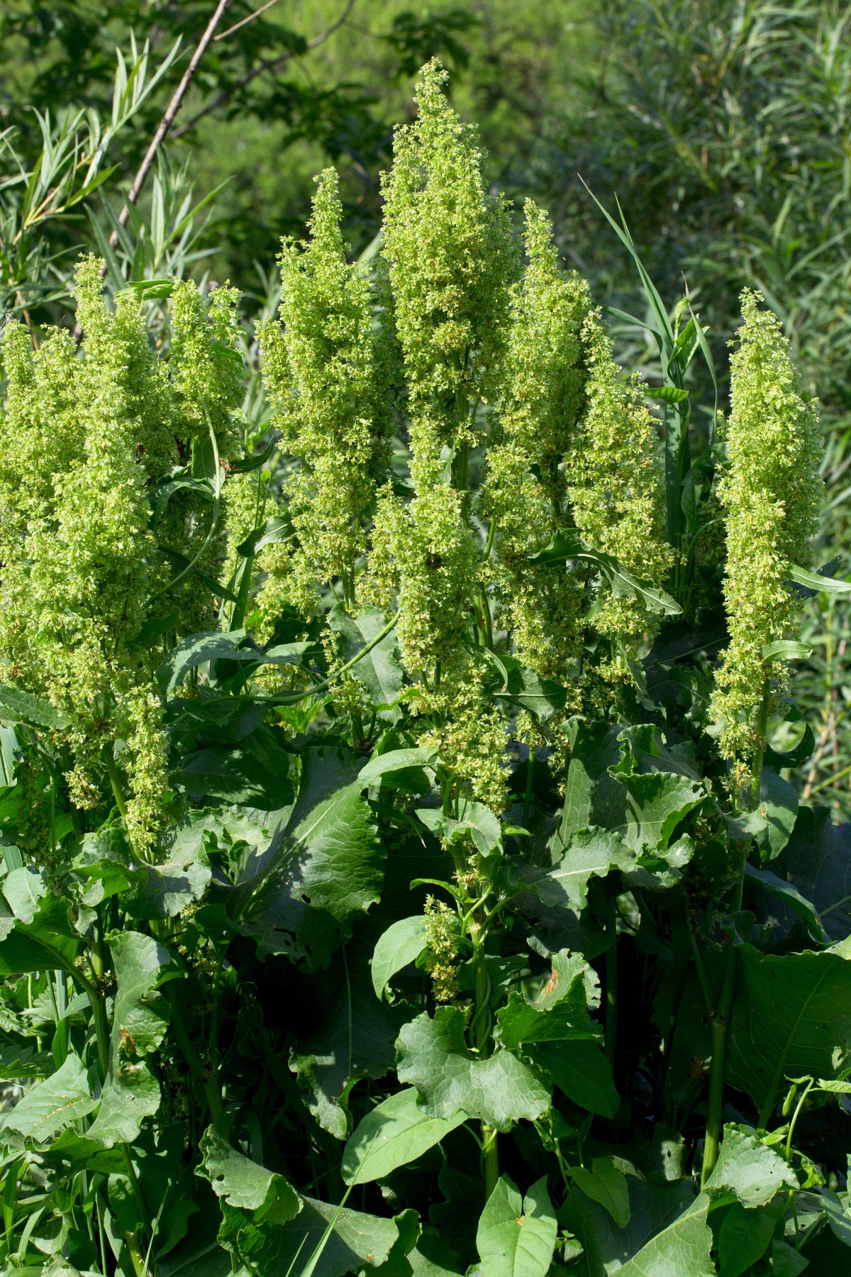 Sheep Sorrel Seeds – Rumex Acetosella Red Field Sorrel Sour Weed Herb Flower – photo 3
