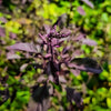 200 Purple Krishna Tulsi HOLY BASIL Ocimum Sanctum Tenuiflorum Herb Flower Seeds