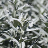200 PRAIRIE SAGE (Wormwood / Fringed Sagebrush / Sagewort) Artemisia Ludoviciana Flower Seeds