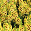 100 MIXED COLORS VERBASCUM Verbascum Phoeniceum Flower Seeds